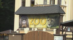 Ústecká zoo chce zpět mezi elitu. Vrátí se tam několik zvířat