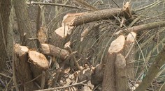 Hranice na Přerovsku má problém s bobry. Zvířata se rozšířila na tamním sídlišti
