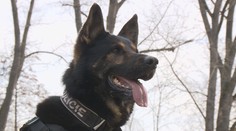 Dvojice se snažila vykrást kanceláře. V rozlehlém areálu ji našel policejní pes