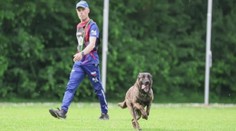 Pes Cherokee je mistr světa. Slouží u pražské policie