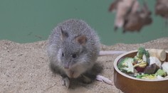 Klokaní mládě v brněnské zoo začalo objevovat svět. Spatřit ho je ale o štěstí