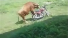 Video: Jak se býk stal motorkářem