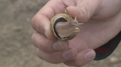 Letošní sezóna přála chovatelům šneků. Češi jim přicházejí na chuť