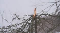 Námraza zlámala stromy v Krušných horách. Tohle jsme nezažili, tvrdí lidé