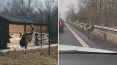 Zmatený pštros potrápil řidiče na Českolipsku. Majitele našli, pták uniká