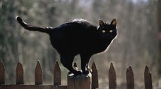 Vandal zničil a vykradl kočičí útulek. Všech 58 zvířat pustil