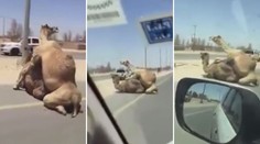 Velbloudi způsobili dopravní zácpu, pářili se uprostřed silnice