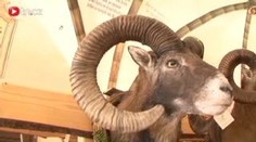 Ulovená zvěř: třetinu zabijí řidiči!