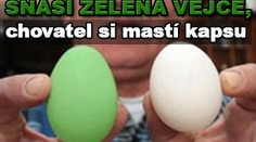 Slepice snáší zelená vejce, chovatel si mastí kapsu