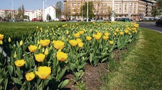 Praha 6 měla rozdávat cibulky květin. Lidé mají smůlu, někdo všechno ukradl