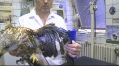 Veterináři zachraňují vzácného luňáka!