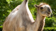 Žena v autě vrazila do velblouda! Srážku nepřežilo pět lidí a zvíře