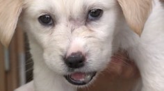 Kulíška někdo brutálně týral! Pomůžete mu najít nový domov?