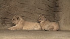 Olomoucká ZOO se chlubí vzácnými lvíčaty. Podívejte se, jak jsou roztomilí