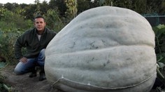 TO JE MACEK! Farmář vypěstoval NEJVĚTŠÍ DÝNI na světě! Váží 670 KILO!