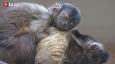 VIDEO: Jihlavská zoo odchovala rohatou opici