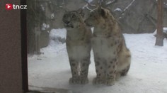 VIDEO: Zvířata v zoo mrazem netrpí, psům zkraťte vycházky