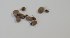 Klíšťata jsou stále aktivní, případů klíšťové encefalitidy přibývá. Může za to počasí