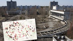 Dědictví z Černobylu: Radioaktivní houby, lesní plody a divoká zvířata
