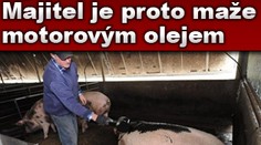 Myši žerou PRASATA! Majitel je proto maže motorovým olejem