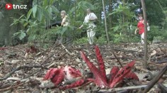 V zoo vyrostla VZÁCNÁ HOUBA! Vypadá jako rozkvetlá květina. Silně páchne! VIDEO