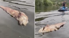 Labem pluje obří sumec! Kapitální rybu svědci natočili u Ústí! VIDEO