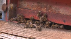 Obyvatele města vyděsil opuštěný úl v ulici! Kolem se rojil houf včel