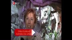 Unikátní spolupráce jihlavských opiček