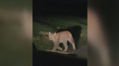 Do Česka se dostal rys, který se nebojí lidí. Může být nebezpečný