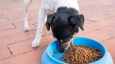 Pozor na nebezpečné granule. Psi po nich mohou i zemřít, varují veterináři