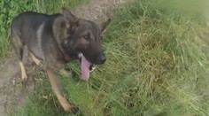 VIDEO: Policejní pes Apollo vypátral podezřelé. Skrýš v řepkovém poli jim nepomohla