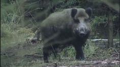 VIDEO: Pohodu na pláži zničil zuřící divočák, zranil několik lidí