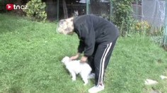 V Třebíči našli dalšího týraného pudla. Málem umřel ve vlastních výkalech