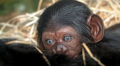 Vzácný přírůstek v Zoo Plzeň! Po 17 letech se narodilo mládě šimpanze