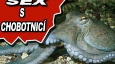 Kvůli sexu s chobotnicí přišel o potenci