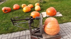 Soutěž o největší dýni má vítěze: Tykev vážila 42 kilogramů! GALERIE