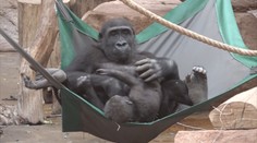 V pražské zoo zemřela gorila Bikira. Veterináři ji léčili na covid-19