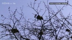To musíte vidět! Strom "obalily" dvě desítky potkanů