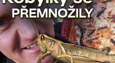 Kobylky se přemnožily, proto je dávají i na pizzu