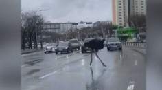 VIDEO: Řidiče překvapil uprostřed města pštros. Zmateně pobíhal po silnici