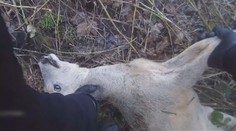 VIDEO: Vystrašeného srnečka zachránila až policie. Zamotal se do ostružiní