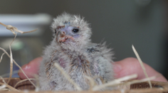 Chovatelský úspěch ve Dvoře Králové. V zoo se vylíhlo vzácné mládě sokolíka