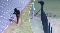 Zběsilý Polák demoloval solární panely. Kladivy jich rozmlátil 200