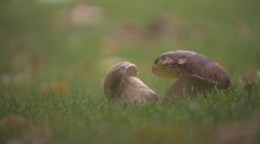 Houbám se zatím příliš nedaří. Horký a občasný déšť jim neprospívá