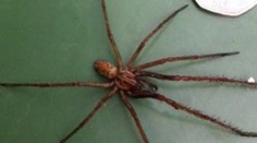 Pavouci velcí jako krysy! Lidé čelí invazi osminohých monster!