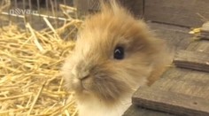 Vzácnost mezi hlodavci! Králík se narodil bez uší
