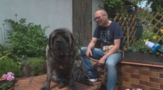 Nejtěžší pes v Česku žije na jižní Moravě. Denně spořádá dvě kila granulí