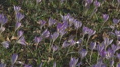 Odstartovalo meteorologické jaro. Teploty ještě půjdou dolů, říká Honsová