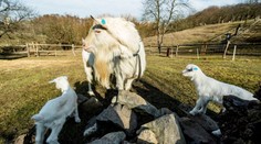 Pražská farma bojuje s návštěvníky. Po sušenkách jí zemřelo další zvíře