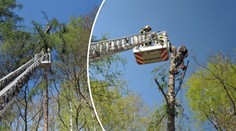 Strom se pomstil dřevorubci! Přimáčkl ho a nechtěl pustit